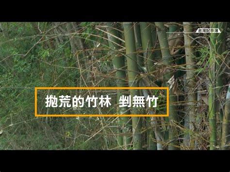 門前種竹子|【門前竹林風水】這些禁忌要謹記 